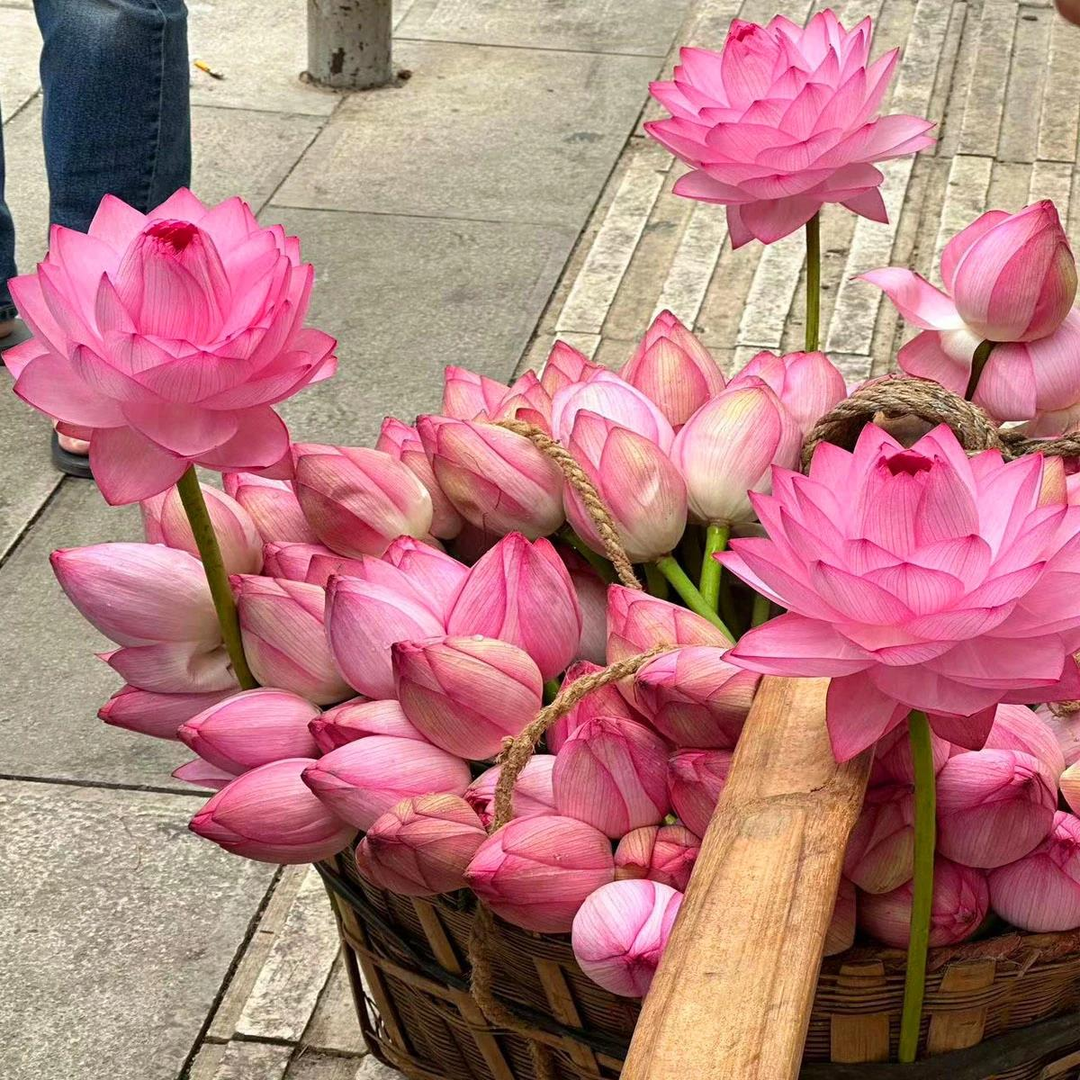 🌈【7 days germination】The Sacred Bonsai Bowl Lotus Flower