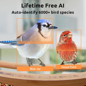 ✨2024 Hot SALE ✨AI Smart Bird Feeder with Camera Solar Powered