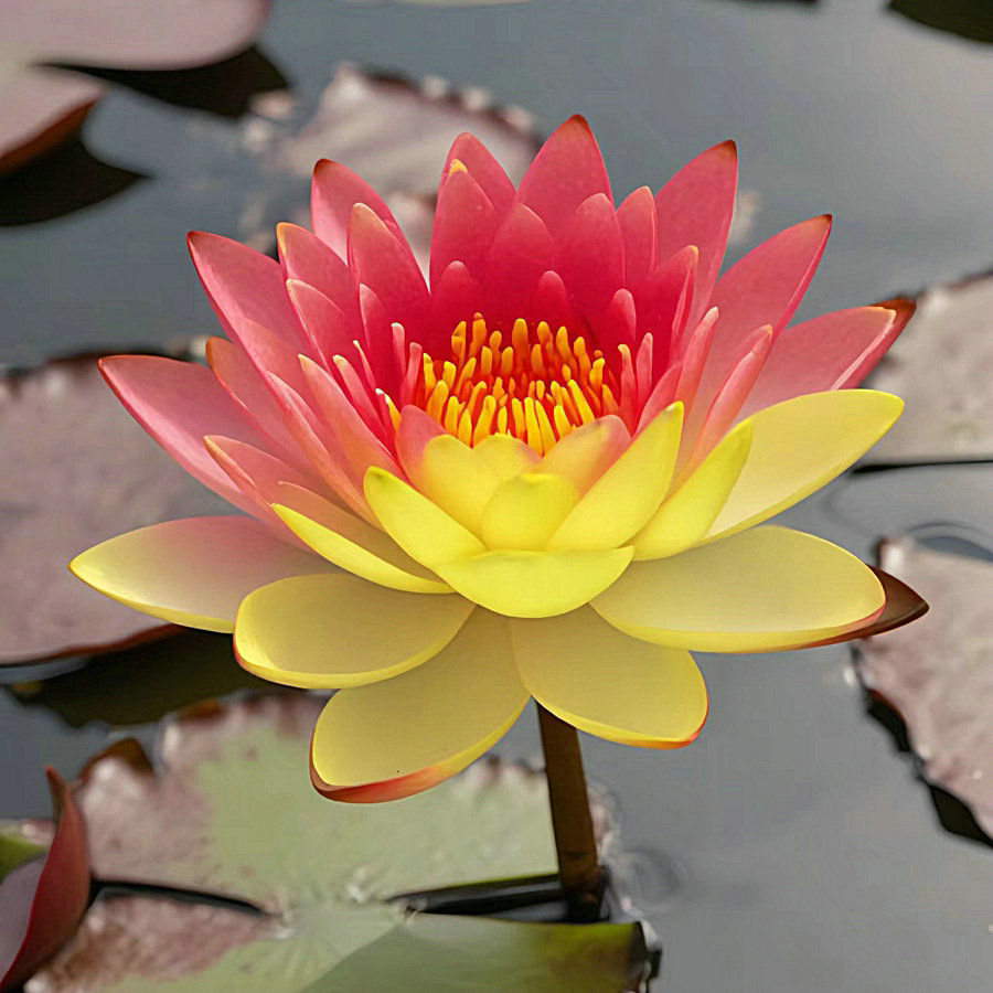 🌈【7 days germination】The Sacred Bonsai Bowl Lotus Flower