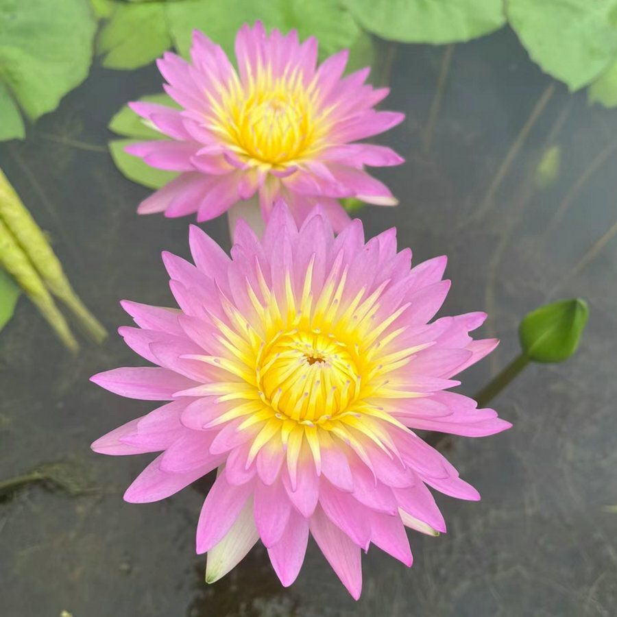 🌈【7 days germination】The Sacred Bonsai Bowl Lotus Flower