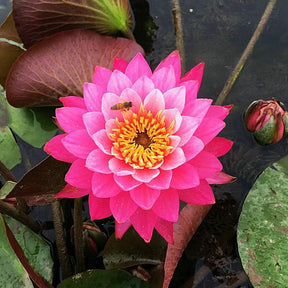 🌈【7 days germination】The Sacred Bonsai Bowl Lotus Flower