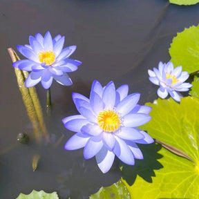 🌈【7 days germination】The Sacred Bonsai Bowl Lotus Flower